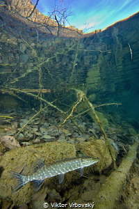 Pike in a flooded quarry by Viktor Vrbovský 